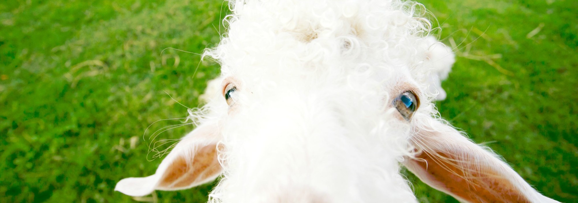 pai-village-boutique-resort-farm-sheep-thailandtravel