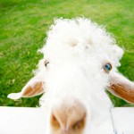 pai-village-boutique-resort-farm-sheep-thailandtravel