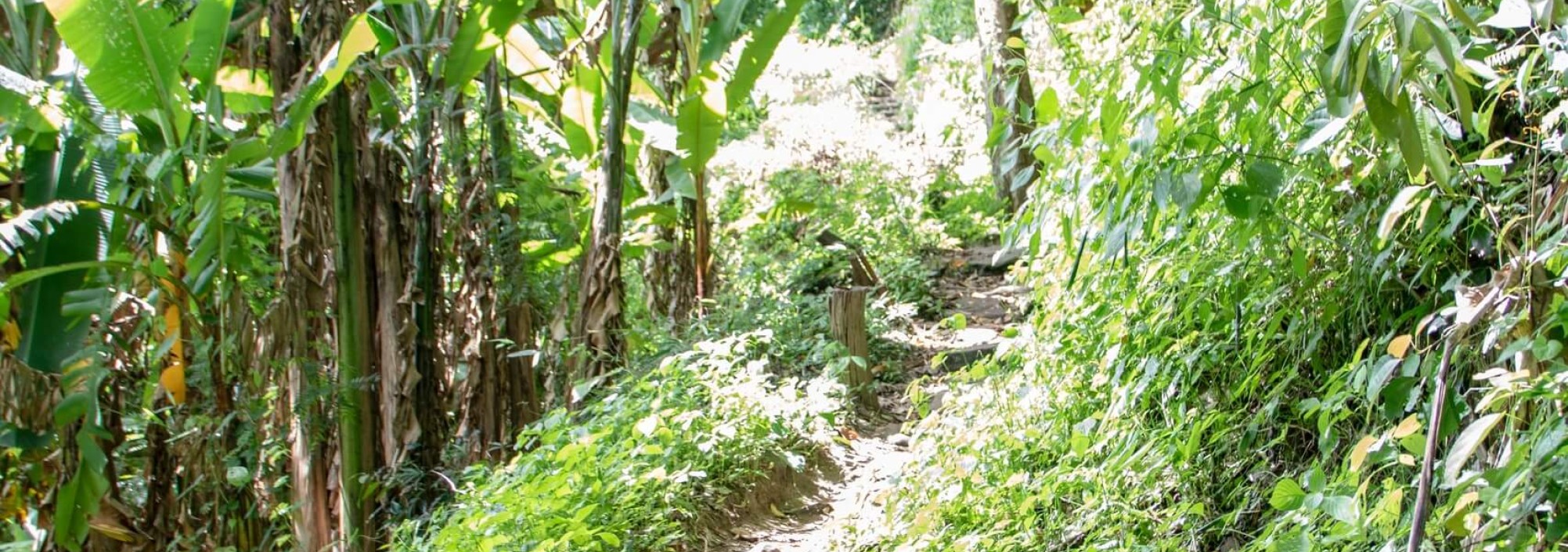 rainforest-jungle-chiang-mai-doi-ithanon-national-park-thailandtravel
