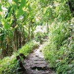 rainforest-jungle-chiang-mai-doi-ithanon-national-park-thailandtravel