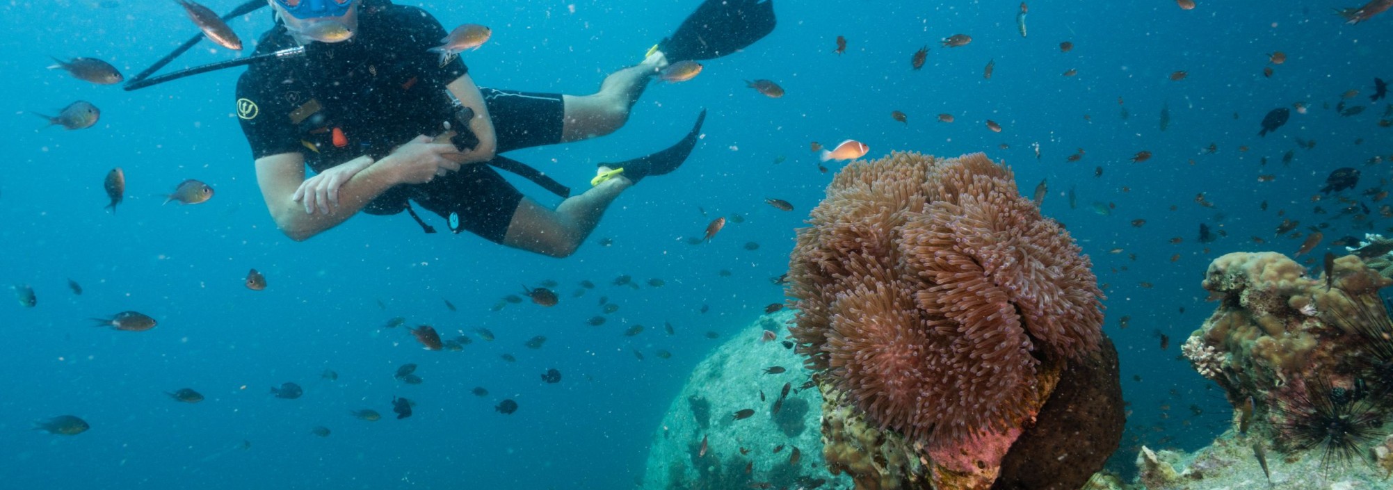 sai-daeng-resort-koh-tao-duiken