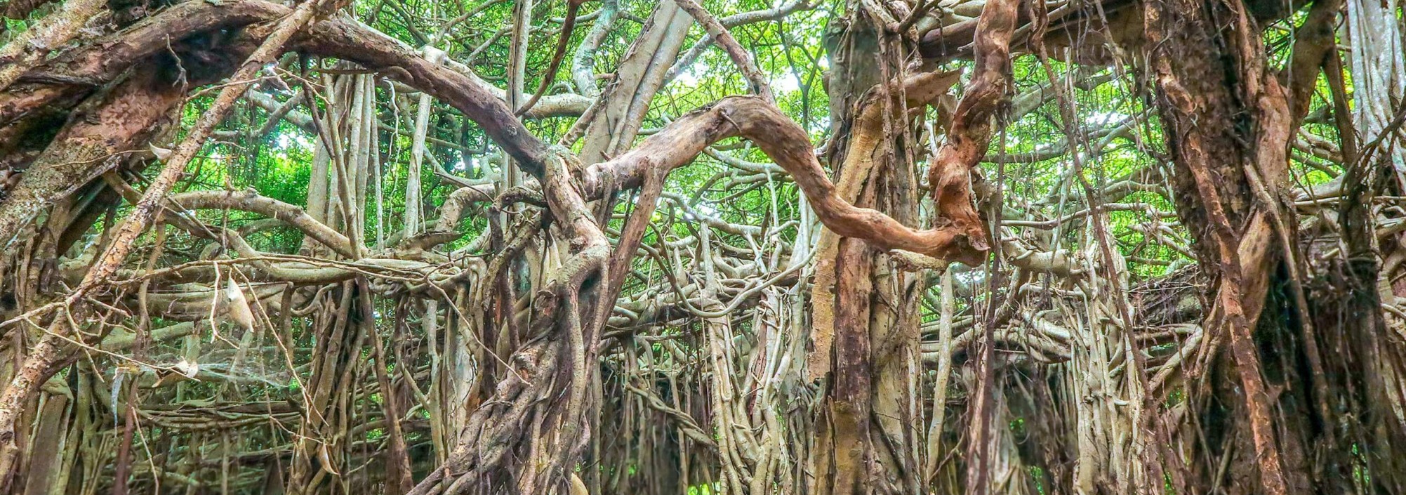sai-ngam-banyan-tree-in-phimai-thailandtravel
