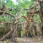sai-ngam-banyan-tree-in-phimai-thailandtravel
