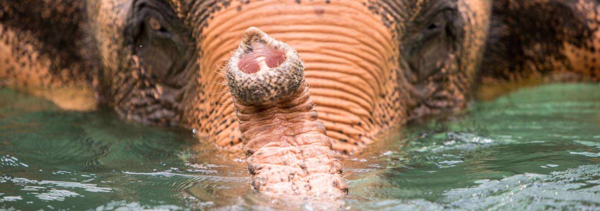 samui-elephant-sanctuary-diervriendelijk-olifantenkamp-baden-rivier-thailandtravel