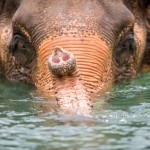 samui-elephant-sanctuary-diervriendelijk-olifantenkamp-baden-rivier-thailandtravel
