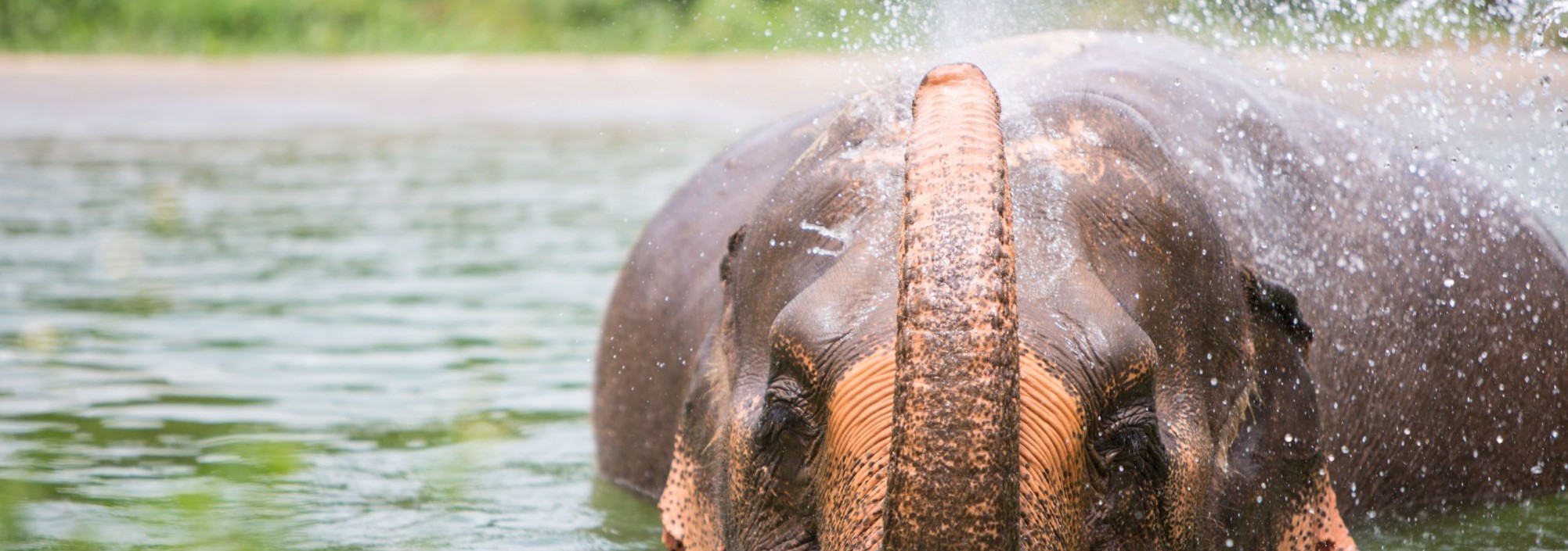 samui-elephant-sanctuary-diervriendelijk-olifantenkamp-baden-thailandtravel