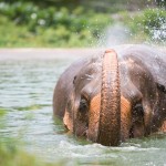 samui-elephant-sanctuary-diervriendelijk-olifantenkamp-baden-thailandtravel