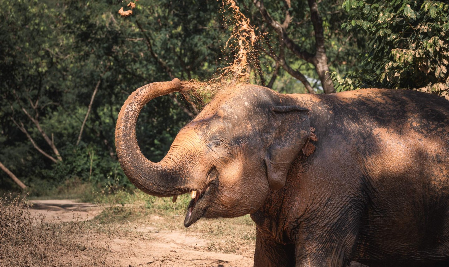 samui-elephant-sanctuary-diervriendelijk-olifantenkamp-modderbad-thailandtravel