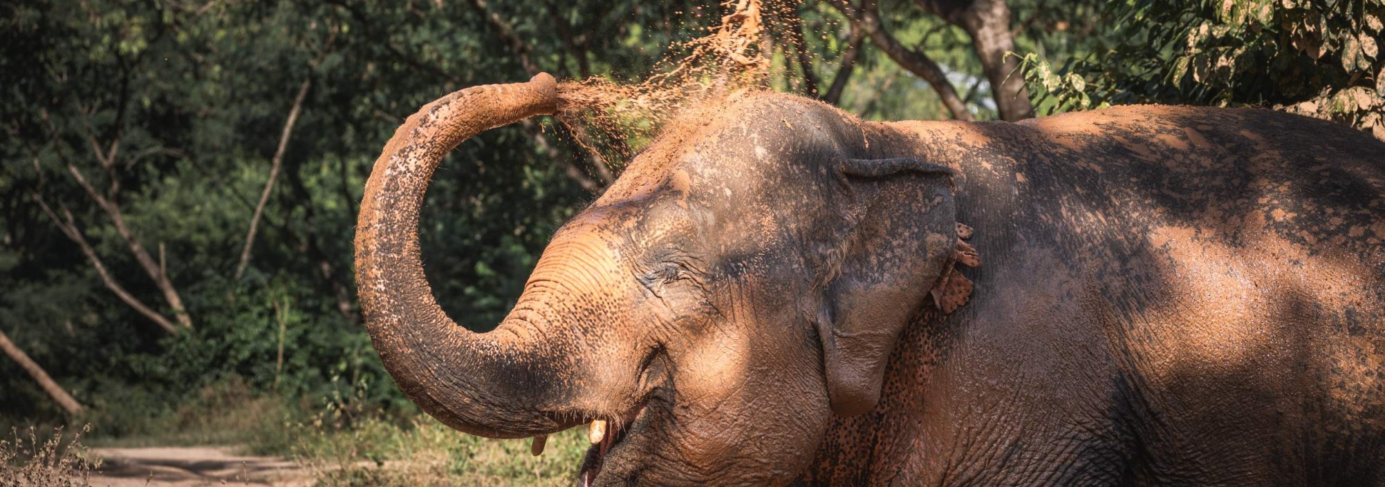 samui-elephant-sanctuary-diervriendelijk-olifantenkamp-modderbad-thailandtravel