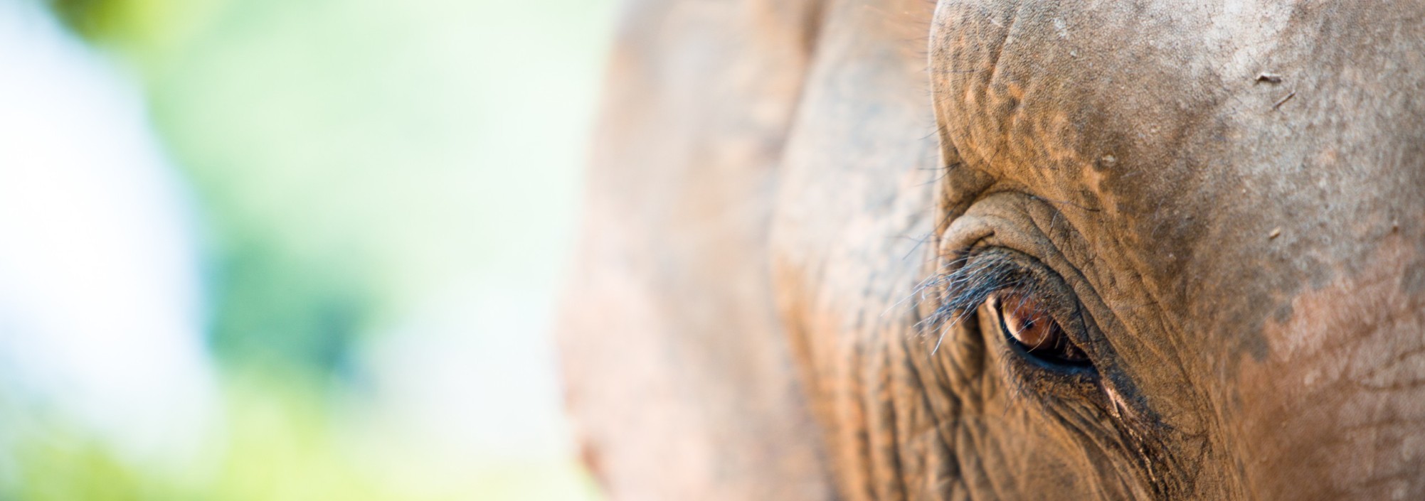 samui-elephant-sanctuary-diervriendelijk-olifantenkamp-olifant-dichtbij-thailandtravel