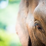 samui-elephant-sanctuary-diervriendelijk-olifantenkamp-olifant-dichtbij-thailandtravel