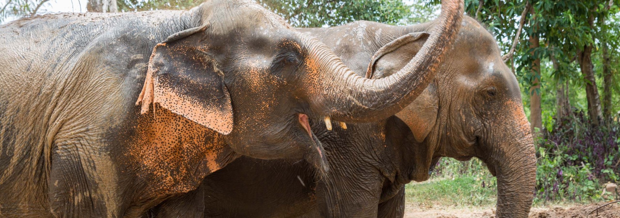 samui-elephant-sanctuary-diervriendelijk-olifantenkamp-spelen-thailandtravel