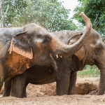 samui-elephant-sanctuary-diervriendelijk-olifantenkamp-spelen-thailandtravel