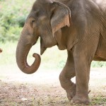 samui-elephant-sanctuary-diervriendelijk-olifantenkamp-toerist-vrouw-thailandtravel