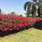 sirila-farm-tent-loei-garden-tuin-planten-thailandtravel