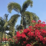 sirila-farm-tent-loei-palmboom-garden-tuin-thailandtravel