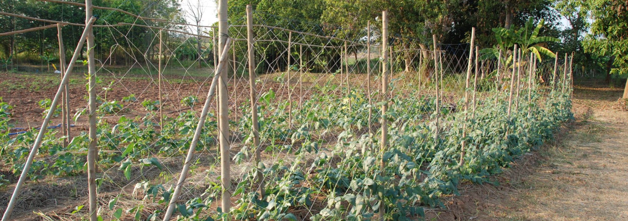 sirila-farm-tent-loei-tuin-thailandtravel