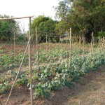 sirila-farm-tent-loei-tuin-thailandtravel