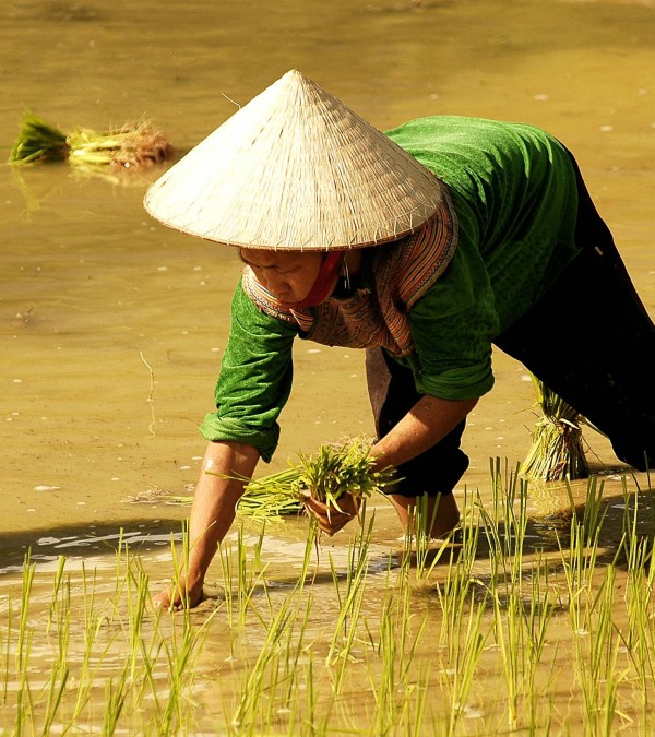 vietnam-local-platteland-rijst-thailandtravel