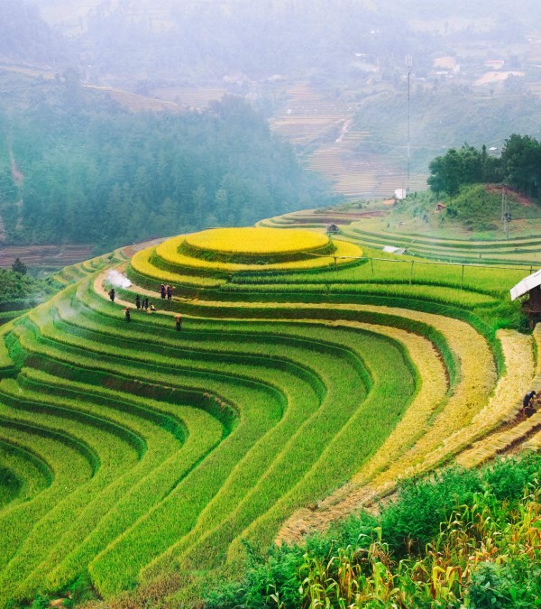 vietnam-rijstvelden-jungle-bergen-thailandtravel