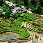 vietnam-sapa-rijstvelden-thailandtravel