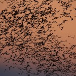 vleermuizen-khao-yai-national-park-thailandtravel